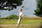 playing German Boxer