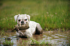 muddy German Boxer