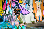 German Boxer Portrait