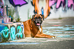 lying German Boxer
