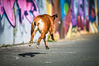 running German Boxer