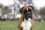 German Boxer Portrait