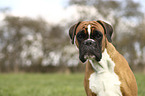 German Boxer Portrait