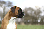 German Boxer Portrait