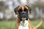German Boxer Portrait