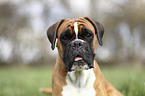 German Boxer Portrait