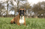 lying German Boxer