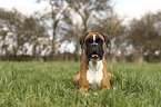 lying German Boxer