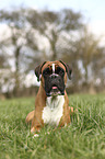 lying German Boxer