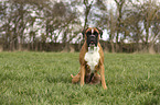 sitting German Boxer