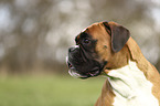 German Boxer Portrait