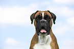 German Boxer Portrait