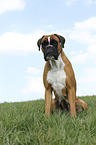 sitting German Boxer