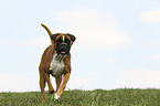 running German Boxer
