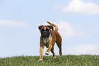 running German Boxer
