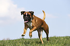 running German Boxer