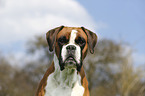 German Boxer Portrait