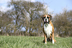 sitting German Boxer