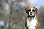 German Boxer Portrait