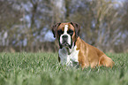 lying German Boxer