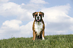 sitting German Boxer