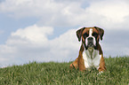 lying German Boxer