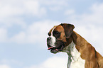 German Boxer Portrait