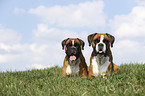 German Boxers