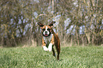 running German Boxer