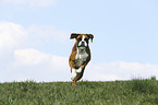 running German Boxer