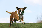 running German Boxer