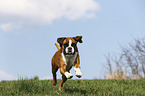 running German Boxer