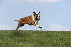 running German Boxer