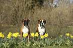 German Boxers