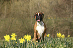 sitting German Boxer