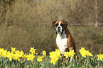 sitting German Boxer
