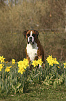 sitting German Boxer