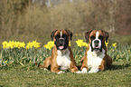 German Boxers