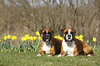 German Boxers