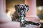 lying German Boxer