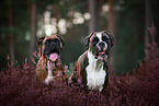 2 German Boxer