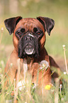German Boxer Portrait
