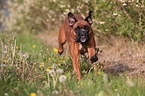 running German Boxer