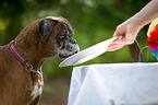 German Boxer Portrait