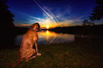 sitting German Boxer