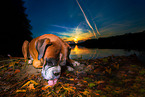 lying German Boxer
