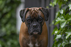 German Boxer Portrait
