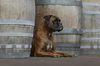 lying German Boxer