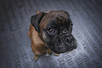 sitting German Boxer