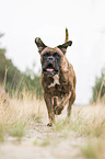 Boxer